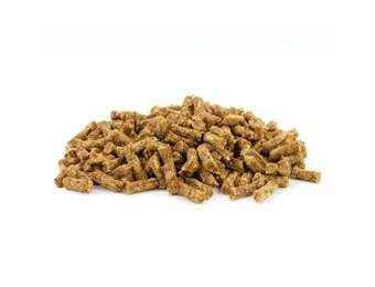 Bloom Trainers Horse