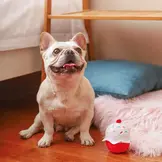 HugSmart Woof Love – Cupcake Ball