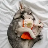 Pups & Bubs Grilled Lobster Nosework Toy