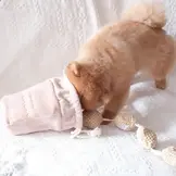 Pups & Bubs Popcorn Nosework Toy