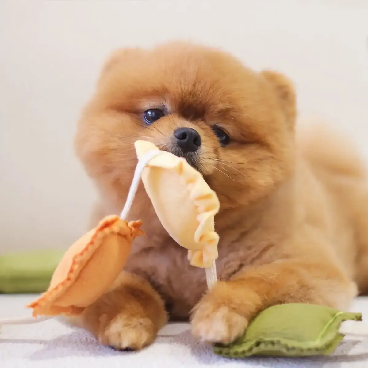 Pups & Bubs Ravioli Nosework Toy