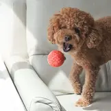 Pups & Bubs Tomato Soup Nosework Toy