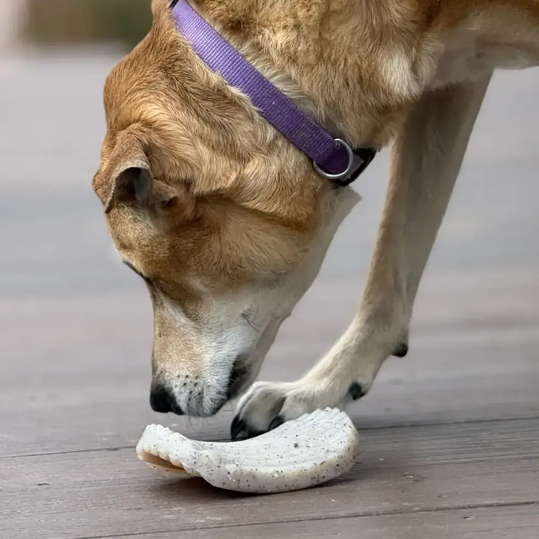 Sodapup Potato Chip Nylon