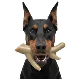 Sodapup Ever Antler Nylon Bone