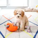 ZippyPaws Burrow Bunny ’n Carrot