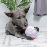 Huxley & Kent Lulubelles Bunny Pop