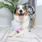 Huxley & Kent Lulubelles Bunny Pop