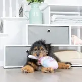 Huxley & Kent Lulubelles Bunny Pop