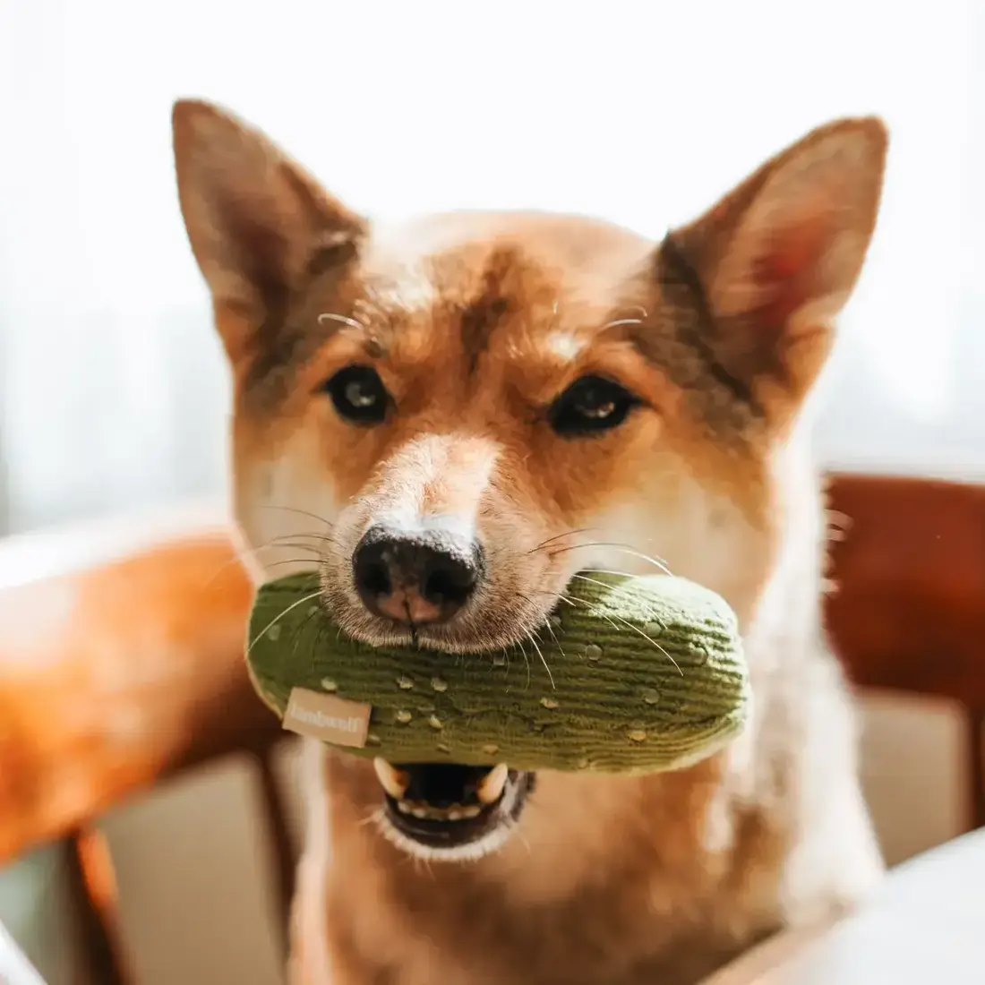 Lambwolf Collective – Bagel & Pickle