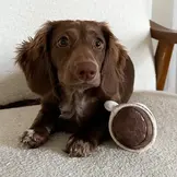 Lambwolf Collective – Espresso Pop