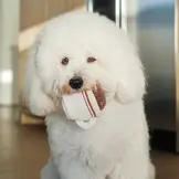 Lambwolf Collective – Espresso Pop