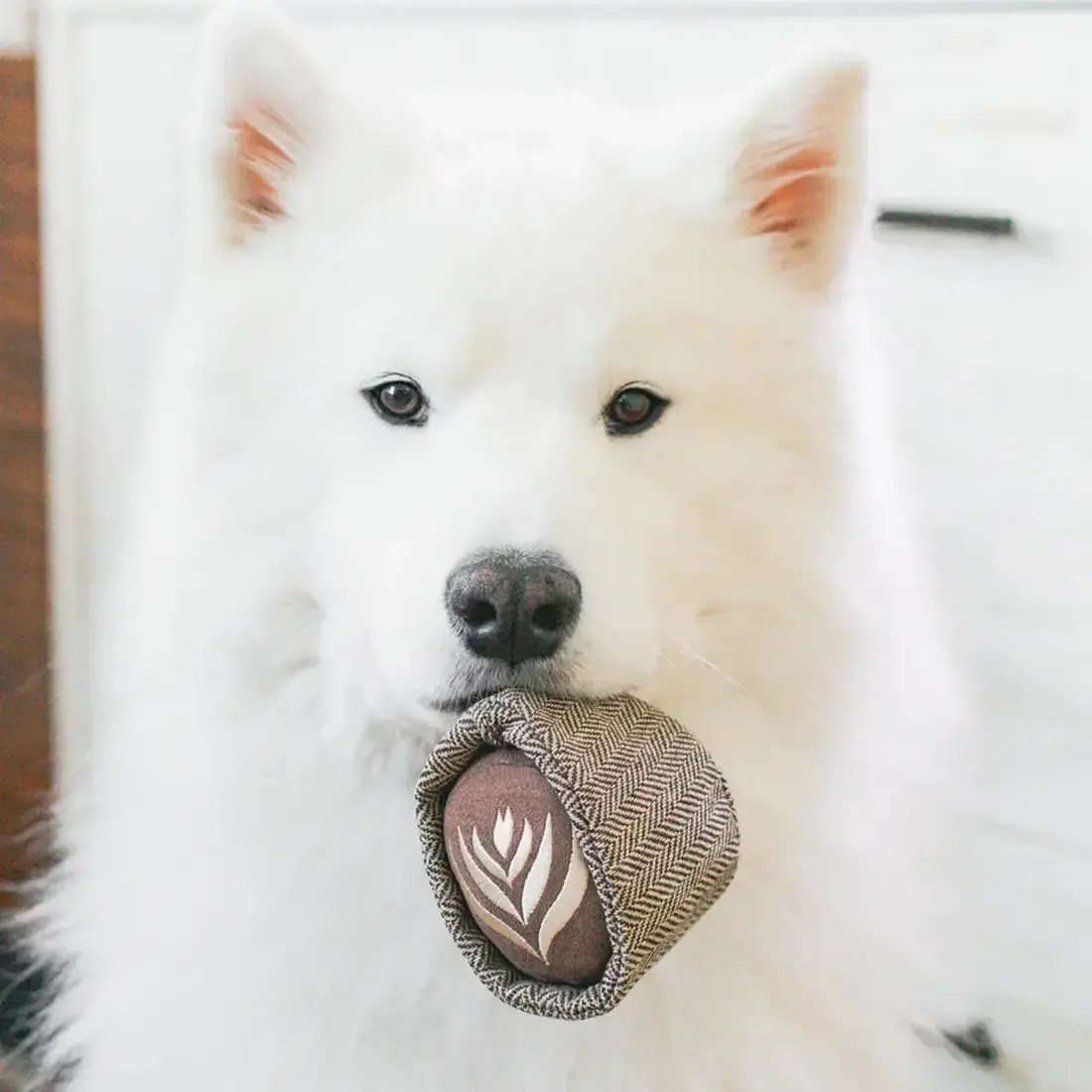 Lambwolf Collective – Latte Pop