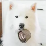 Lambwolf Collective – Latte Pop