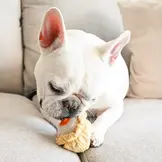 Lambwolf Collective – Dim Sum Pop