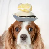 Lambwolf Collective – Gillardeau