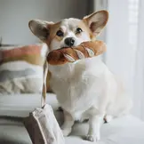 Lambwolf Collective – Mini Baguette