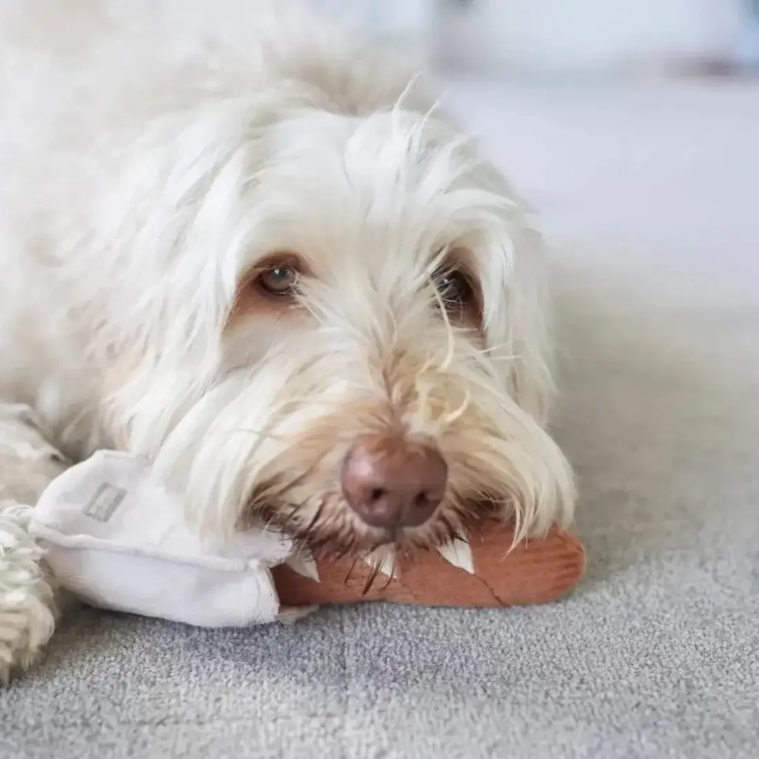 Lambwolf Collective – Mini Baguette