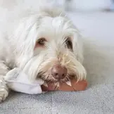 Lambwolf Collective – Mini Baguette