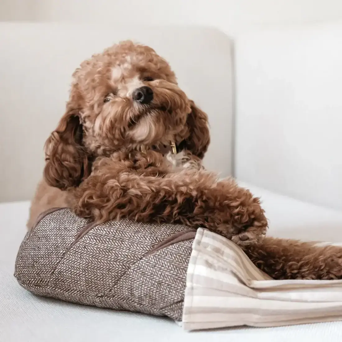 Lambwolf Collective – Rye