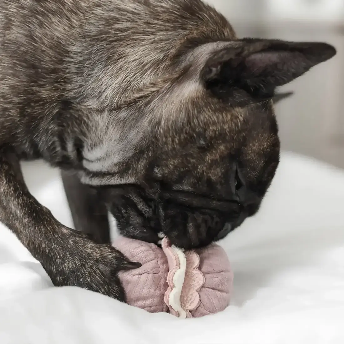 Lambwolf Collective – Petite Two