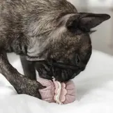 Lambwolf Collective – Petite Two