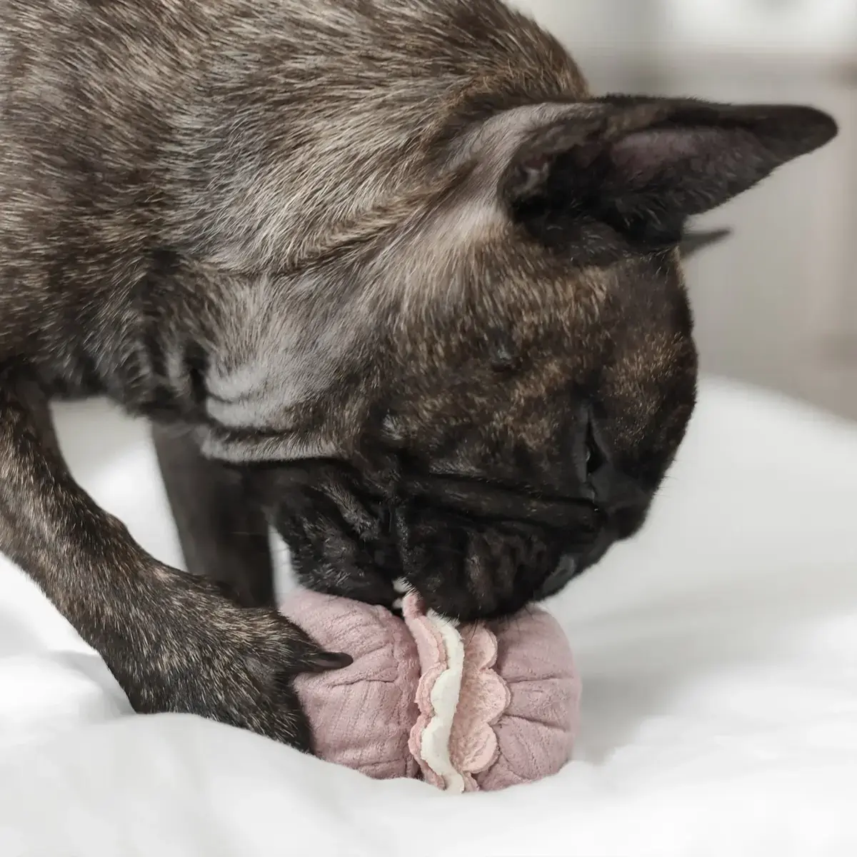 Lambwolf Collective – Petite Two