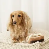 Lambwolf Collective – Eclair