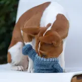 Lambwolf Collective – Watering Can