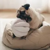 Lambwolf Collective – Toto