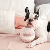 Lambwolf Collective – Toto