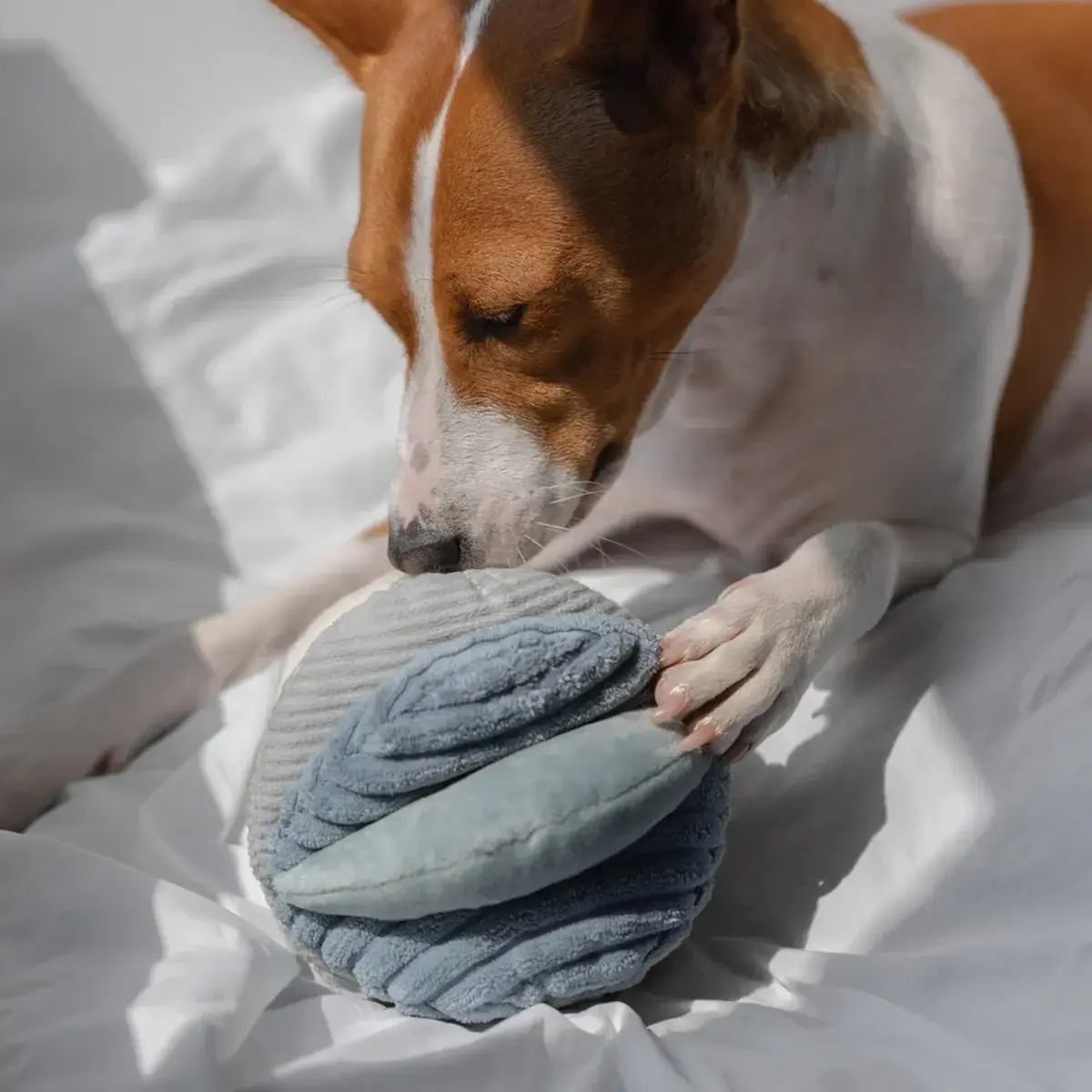 Lambwolf Collective – Toto