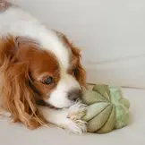 Lambwolf Collective – Toto Small