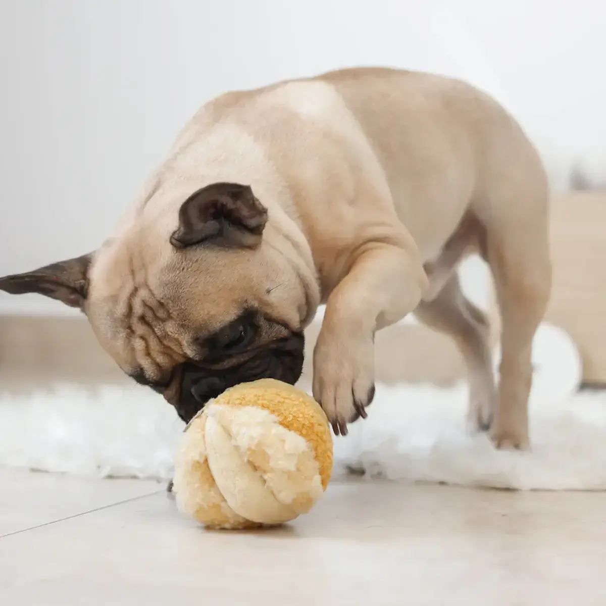 Lambwolf Collective – Toto Small