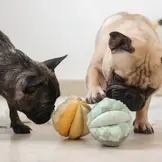 Lambwolf Collective – Toto Small