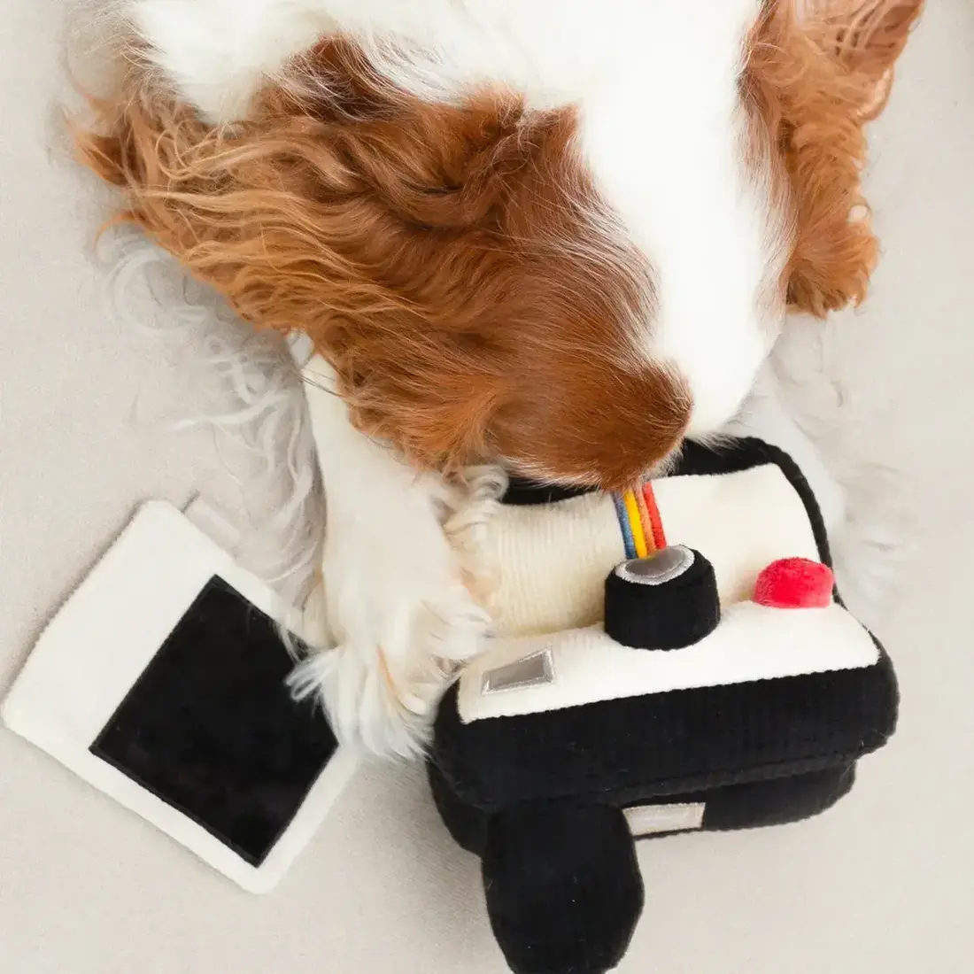 Lambwolf Collective – Instant Camera