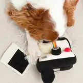 Lambwolf Collective – Instant Camera