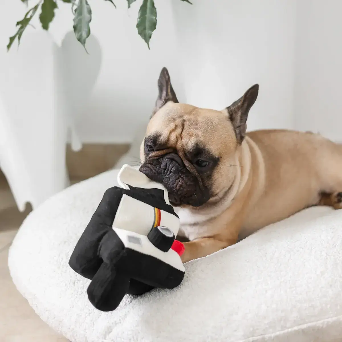 Lambwolf Collective – Instant Camera