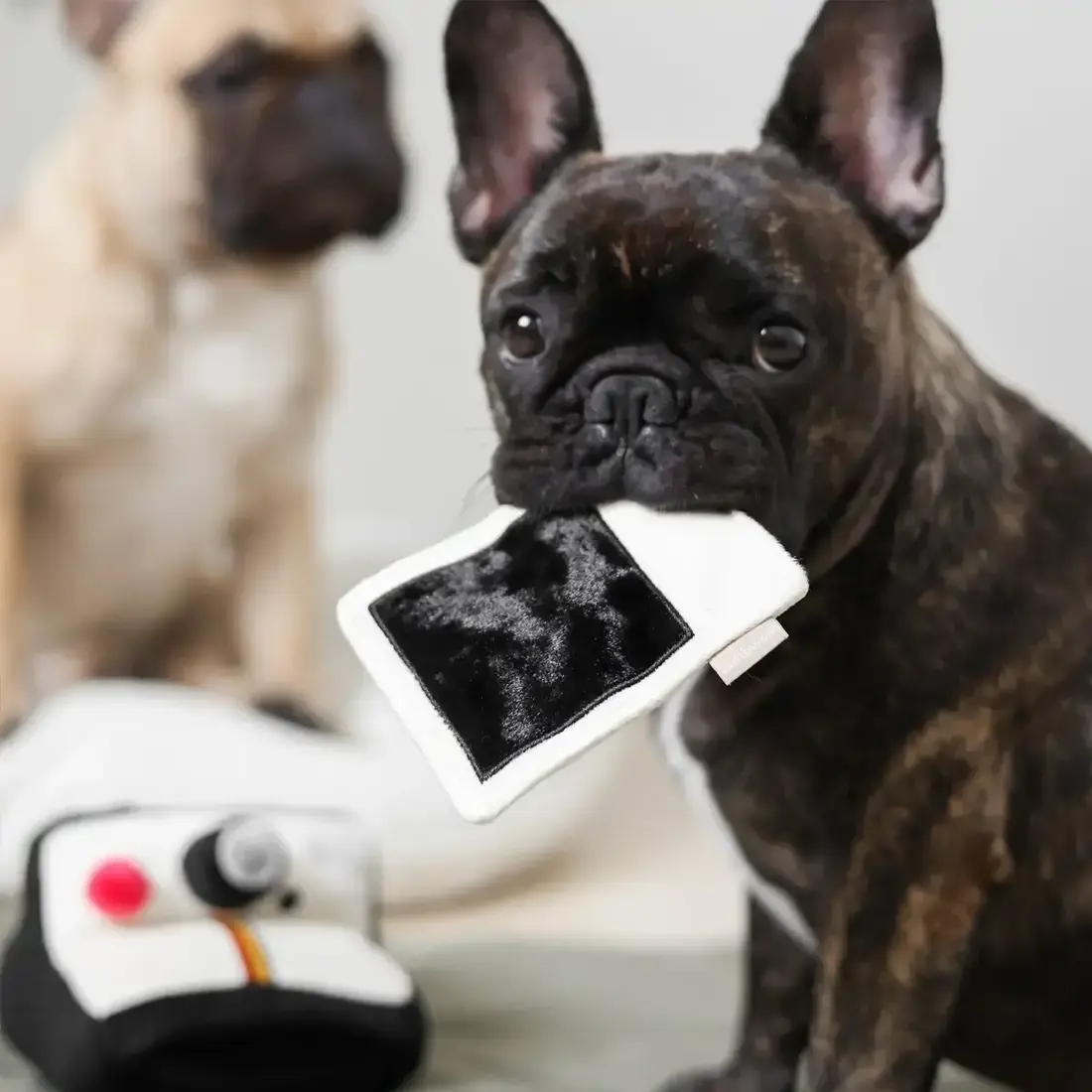 Lambwolf Collective – Instant Camera