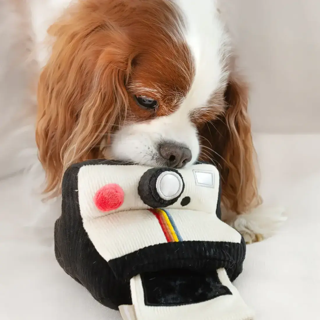 Lambwolf Collective – Instant Camera