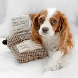 Lambwolf Collective – Typewriter