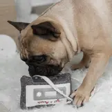 Lambwolf Collective – Cassette