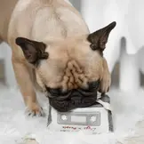 Lambwolf Collective – Cassette