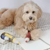 Lambwolf Collective – Crayons