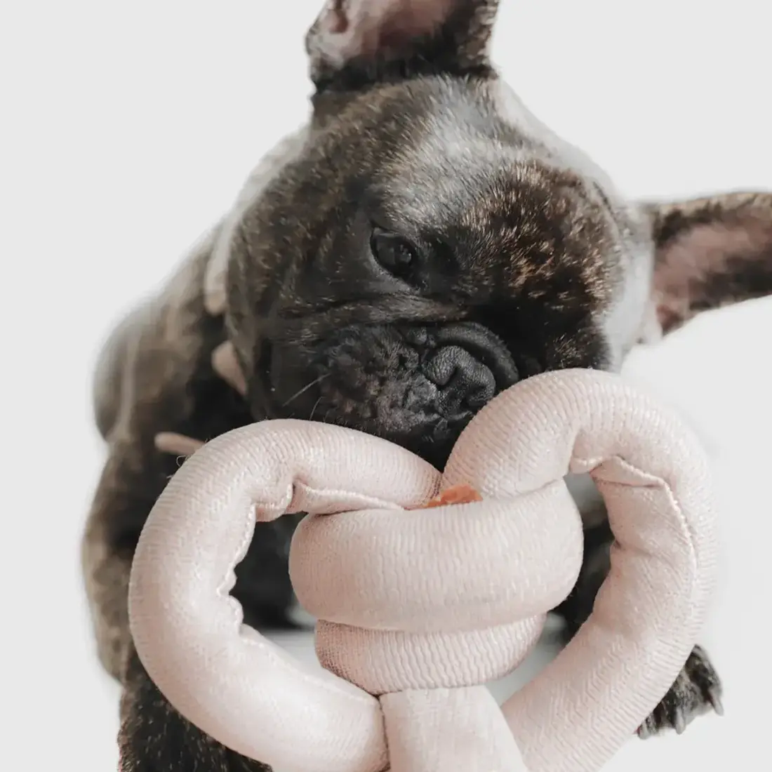 Lambwolf Collective – Nounou Pink