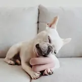 Lambwolf Collective – Nounou Pink