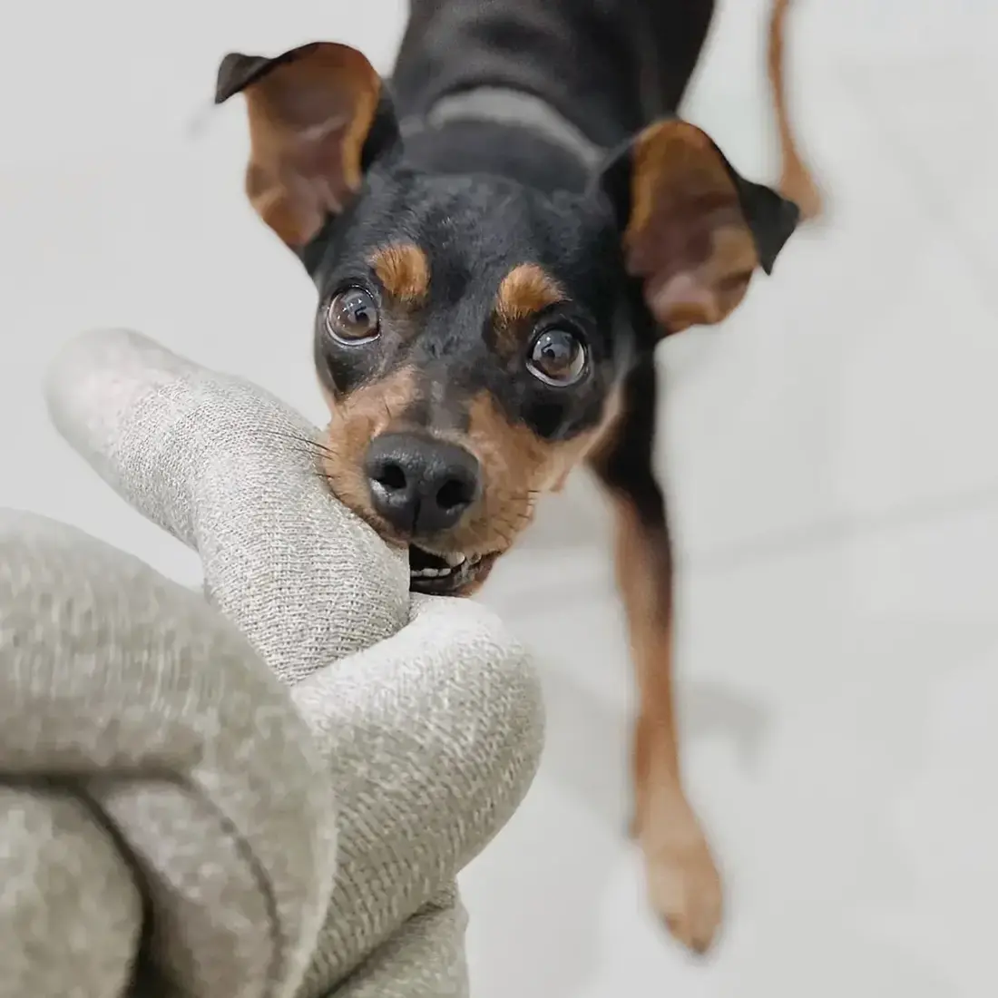 Lambwolf Collective – Nounou Grey