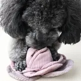 Lambwolf Collective – Cabbage Pop