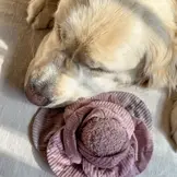 Lambwolf Collective – Cabbage Pop