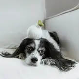 Lambwolf Collective – Garlic