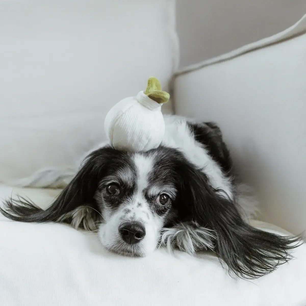 Lambwolf Collective – Garlic